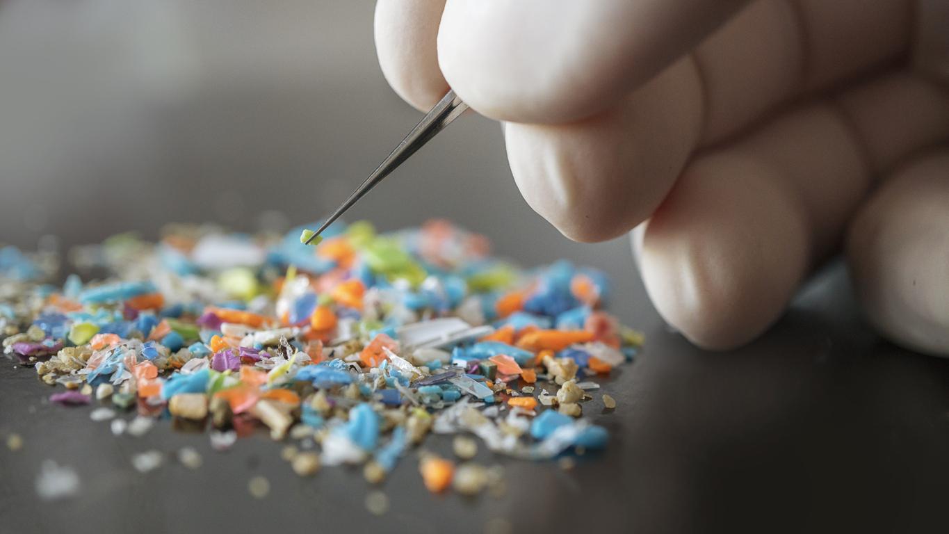 Microplastiques : plus un seul cerveau épargné ? 