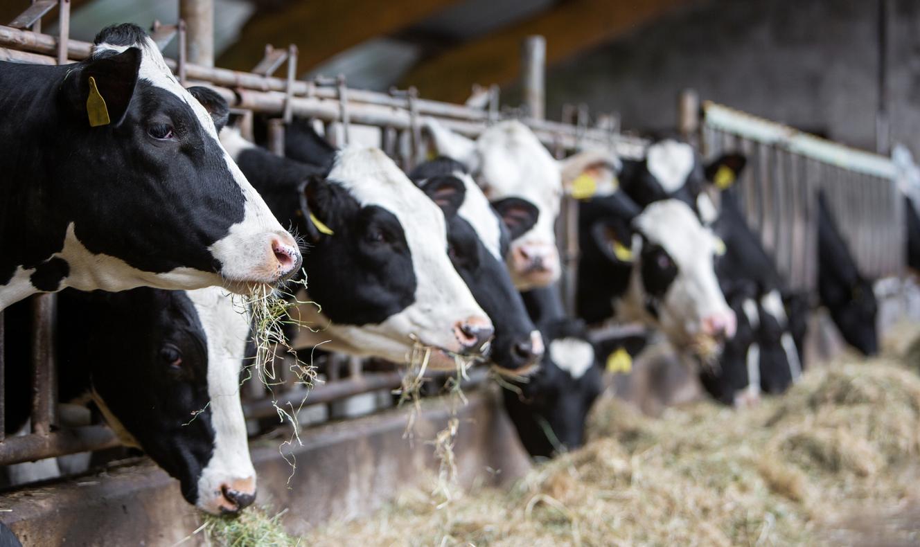 H5N1 : les vaches contaminées produisent du lait très concentré en virus
