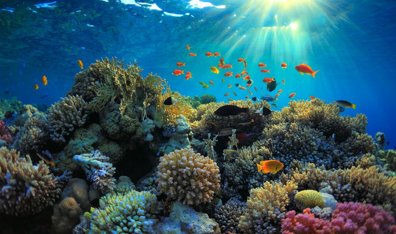 Les coraux de mer abritent un anticancéreux très recherché