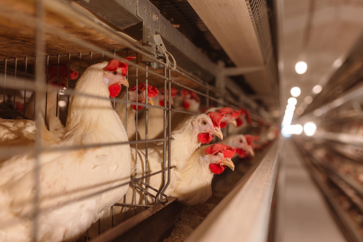 Grippe aviaire : un décès lié au variant H5N5 du virus aux États-Unis