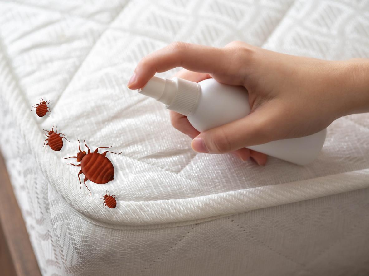 Punaises de lit : l’Anses met en garde contre un insecticide responsable d’intoxications