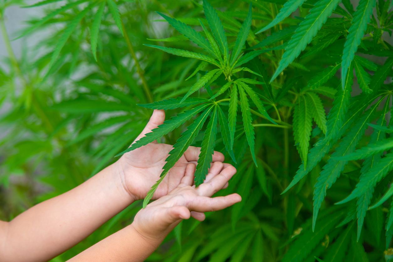 Cannabis : les intoxications sont de plus en plus fréquentes et graves chez les moins de 6 ans