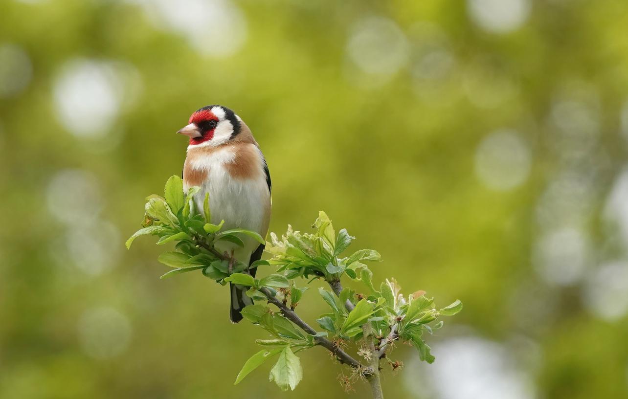 Observer les oiseaux... pour booster son cerveau ?