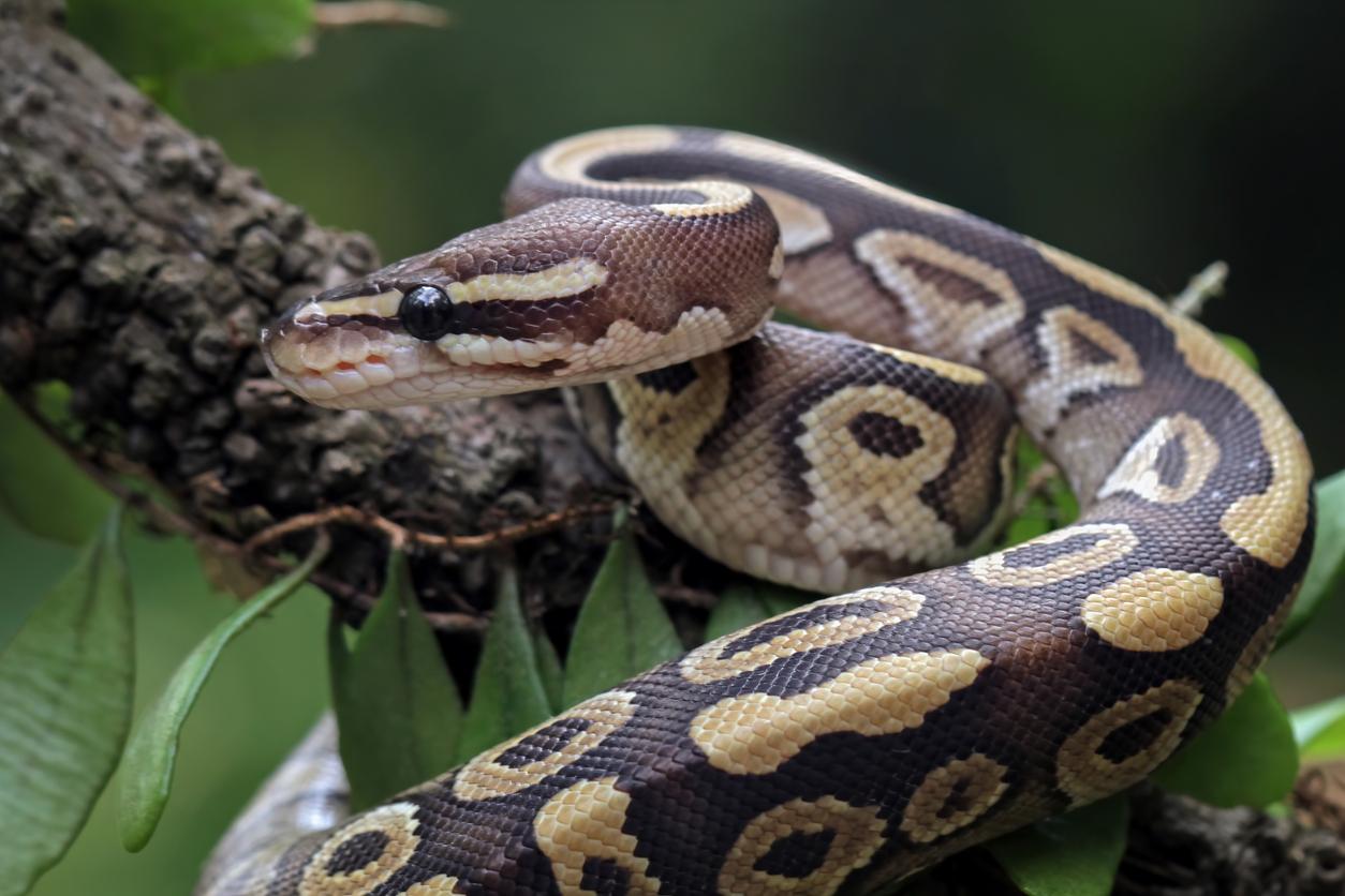 L’urine de serpent pourrait aider à prévenir la goutte et les calculs rénaux