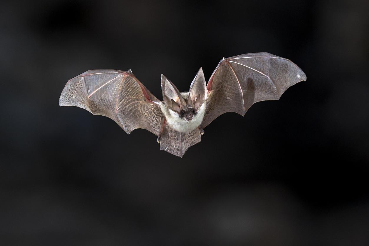 Rage : un garçon de 11 ans décède après s’être réveillé avec une chauve-souris sur le visage