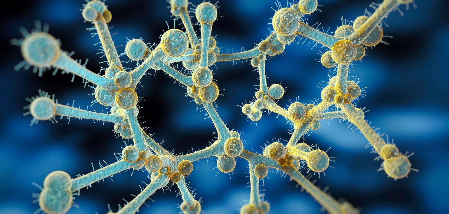 Ce champignon mortel devient de plus en plus dangereux