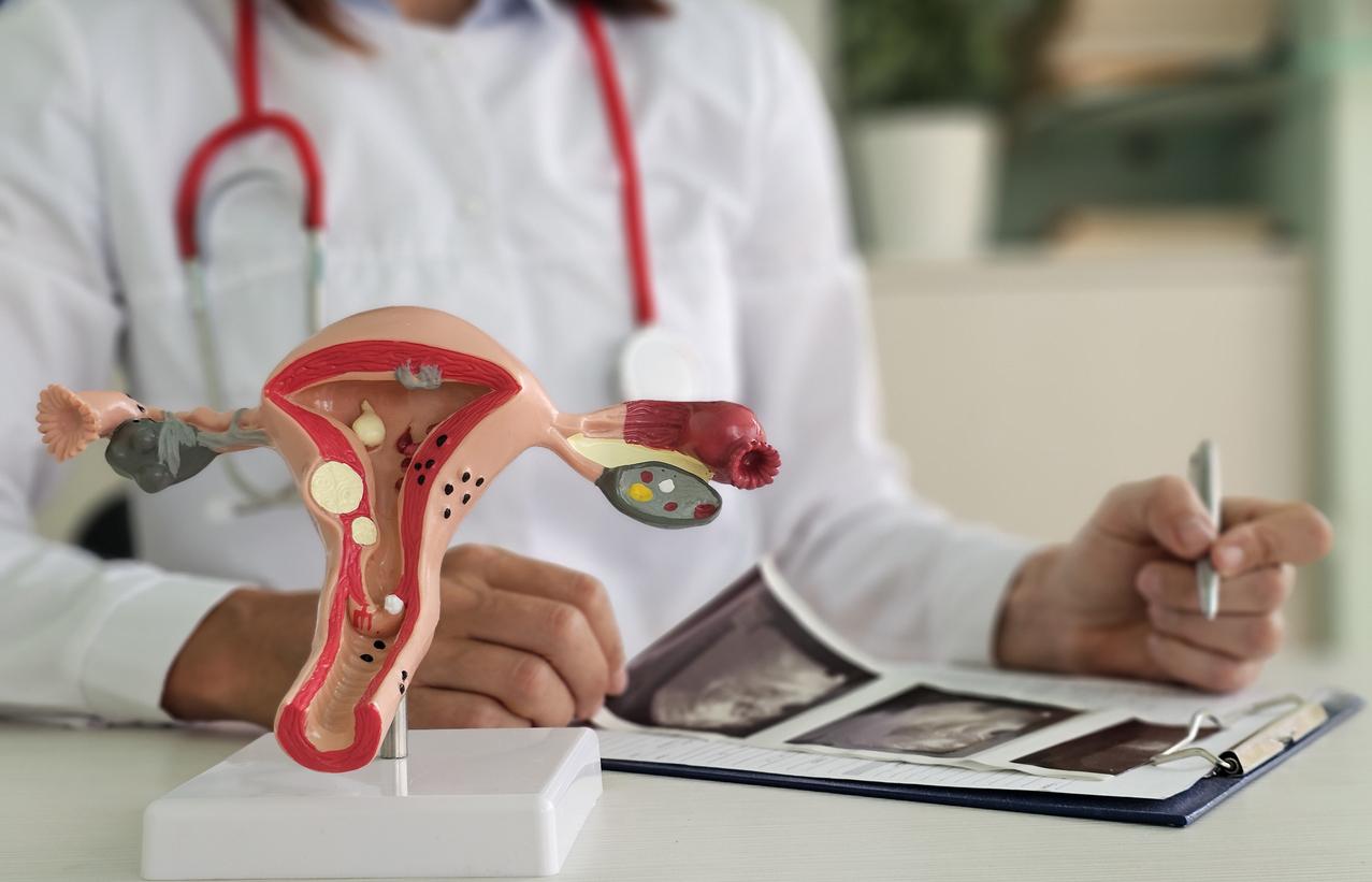 L’utérus pourrait retrouver ses capacités immunitaires après une greffe