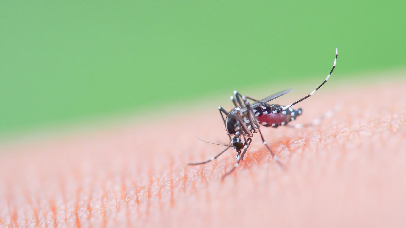 Chikungunya : des cas de plus en plus nombreux en France 