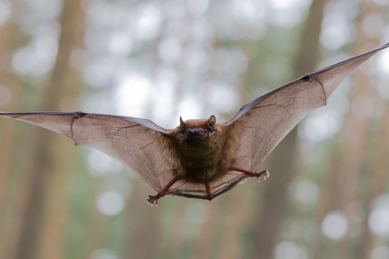 Coronavirus de chauve-souris : faut-il craindre un nouveau Covid ?