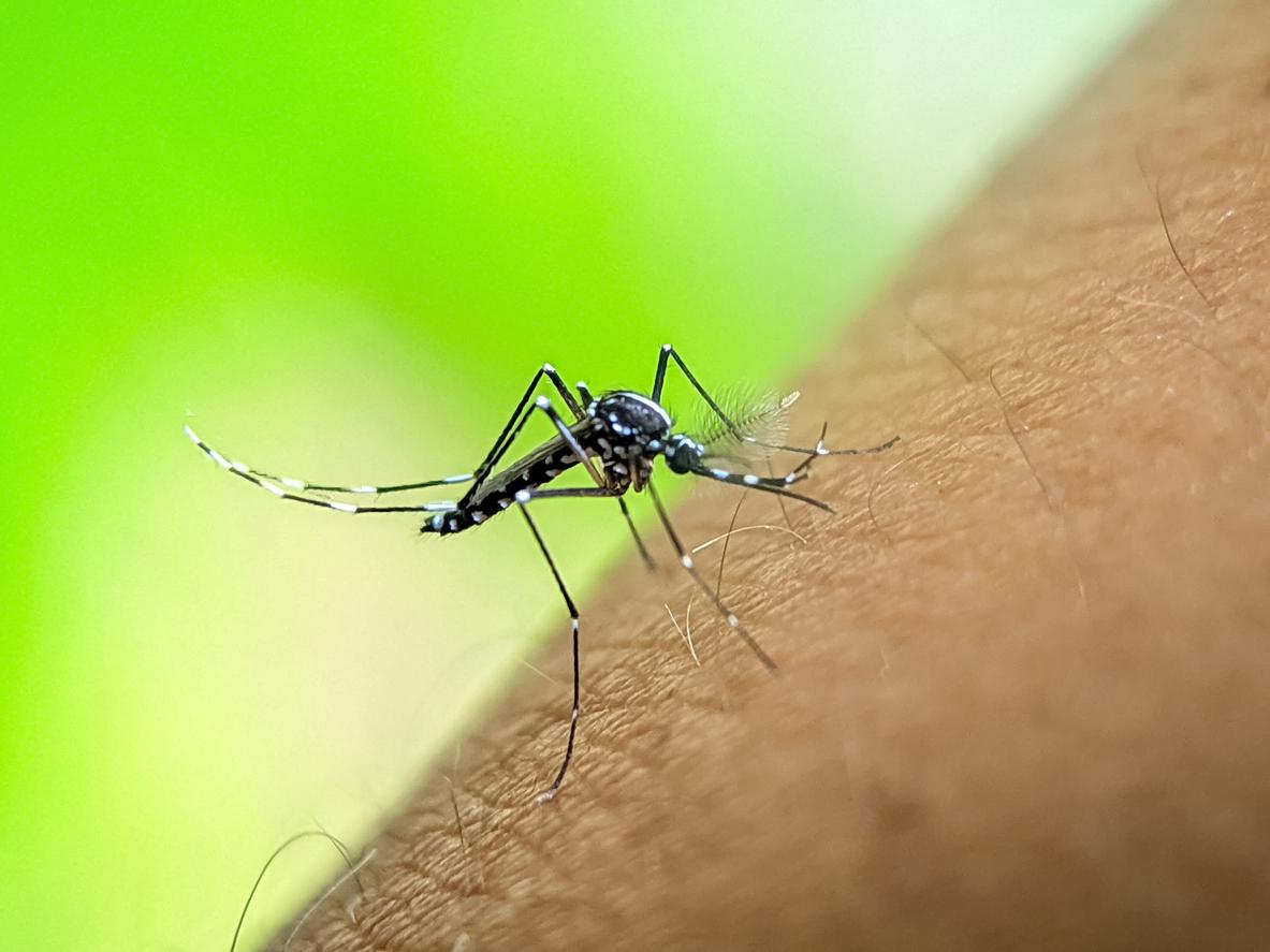 Chikungunya : un deuxième cas autochtone détecté en Isère