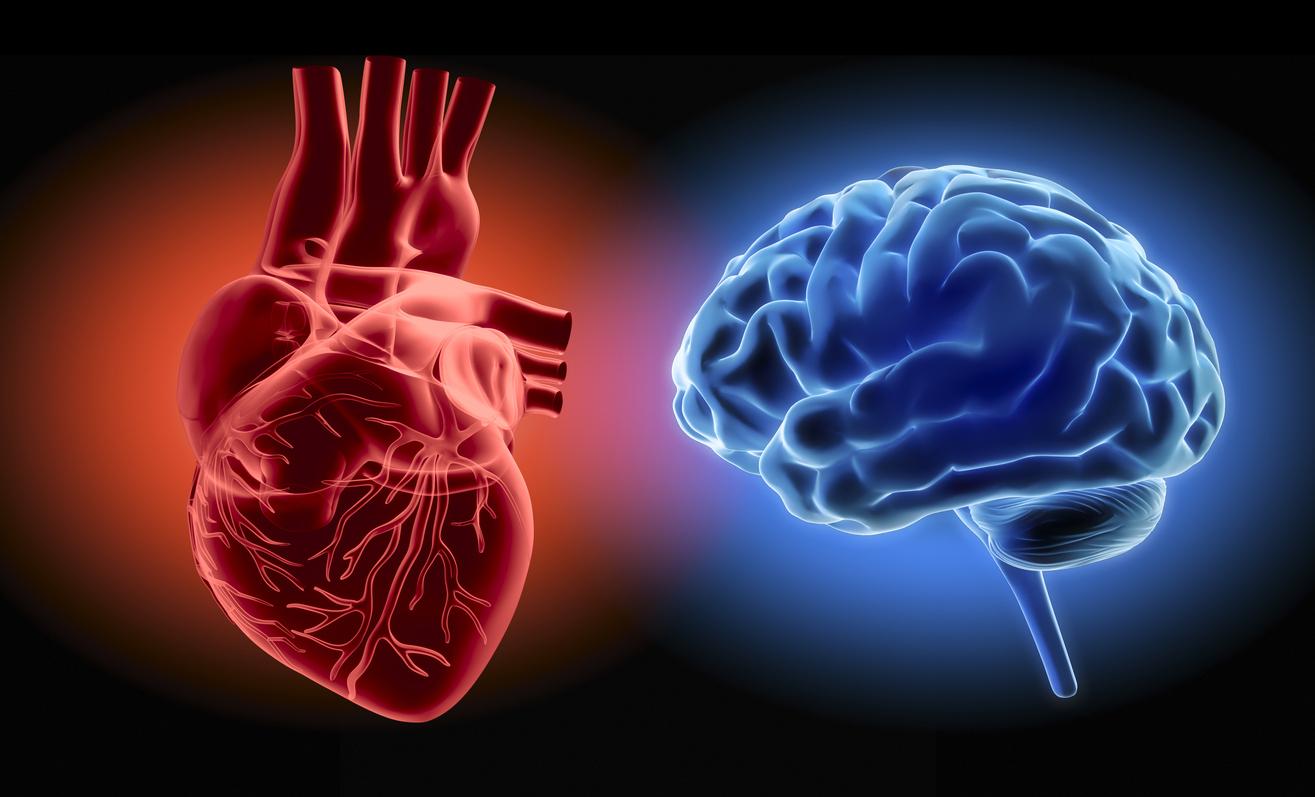 Hypertension : et si c’était la faute du cerveau ?