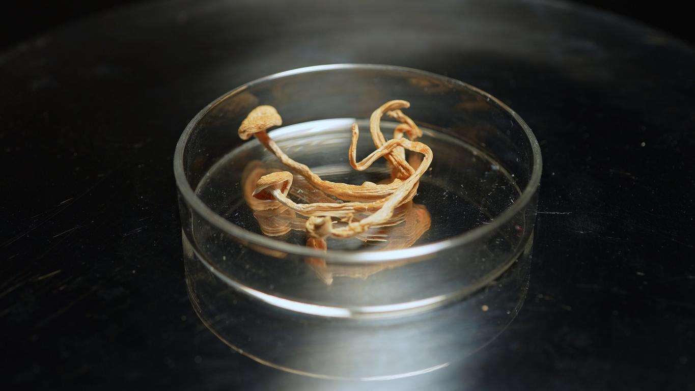 Dépression : une substance issue des champignons hallucinogènes pourrait soulager les symptômes