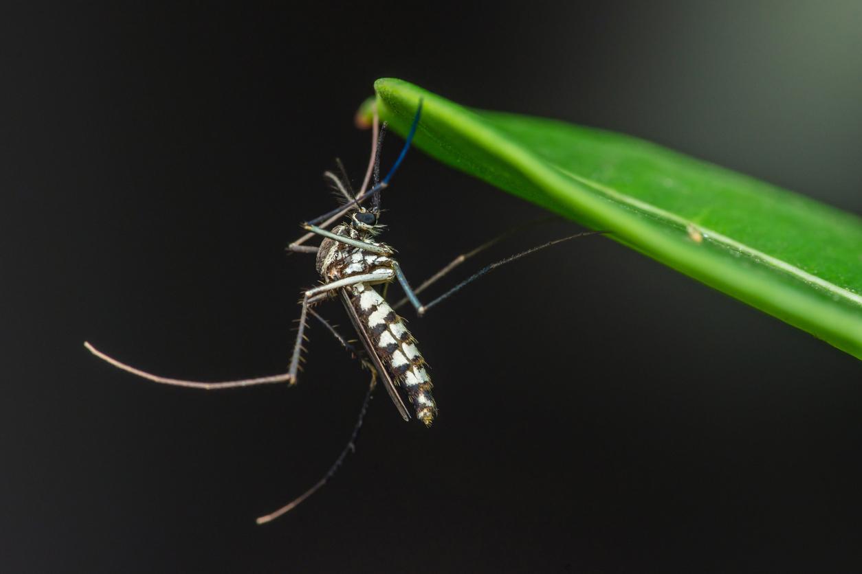 Chikungunya : plus de 60 cas autochtones recensés en métropole