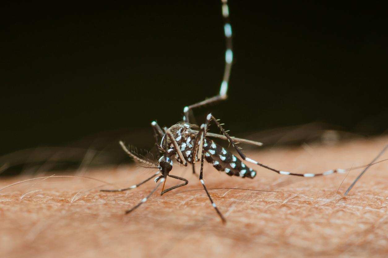Chikungunya : bientôt un vaccin ?