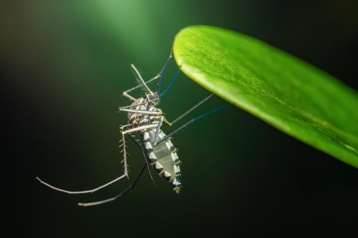 Moustique tigre : qu’est-ce que la technique de l’insecte stérile ? 