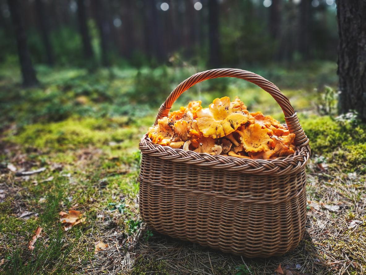 Cueillette des champignons : les bons réflexes à avoir pour éviter les intoxications