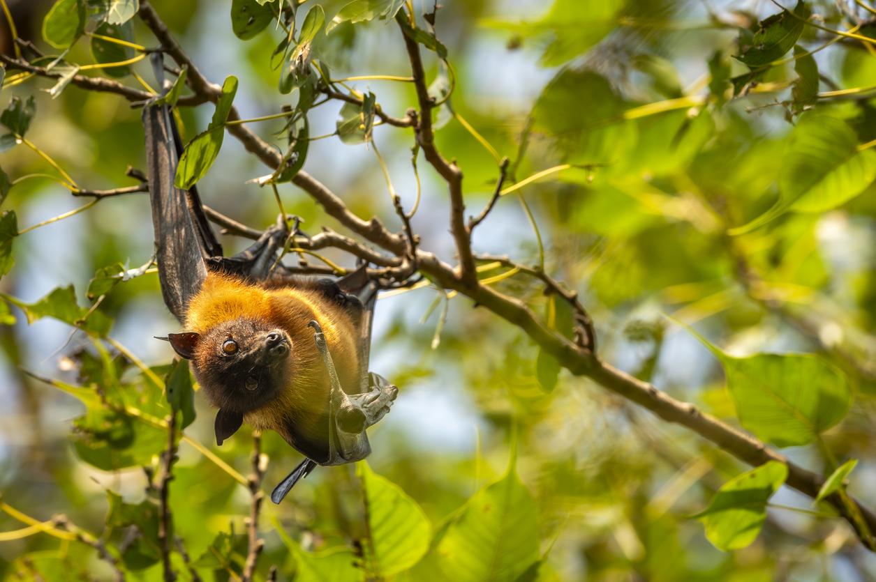 Nipah : pourquoi le risque de propagation est faible, selon l’OMS 