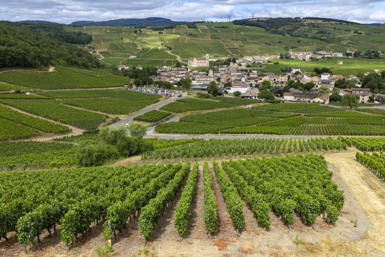 Pesticides : les riverains des vignes sont les plus exposés