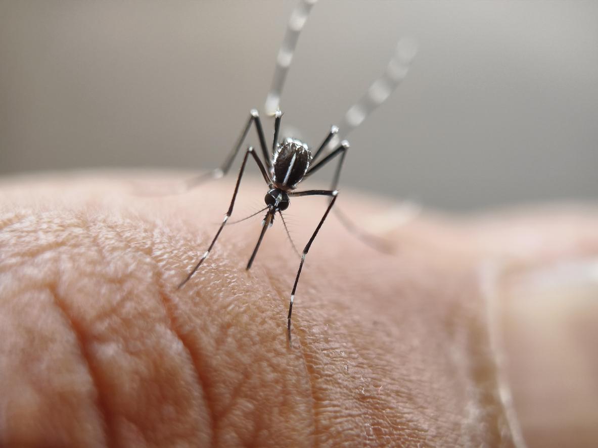 Chikungunya, dengue, West Nile : que se passe-t-il dans le sud de la France ?