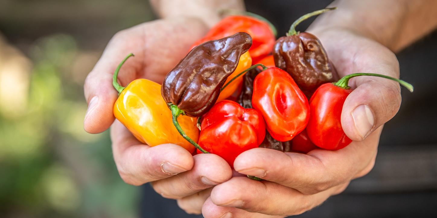 Pourquoi les aliments ultra-piquants sont-ils dans le viseur des autorités sanitaires ?
