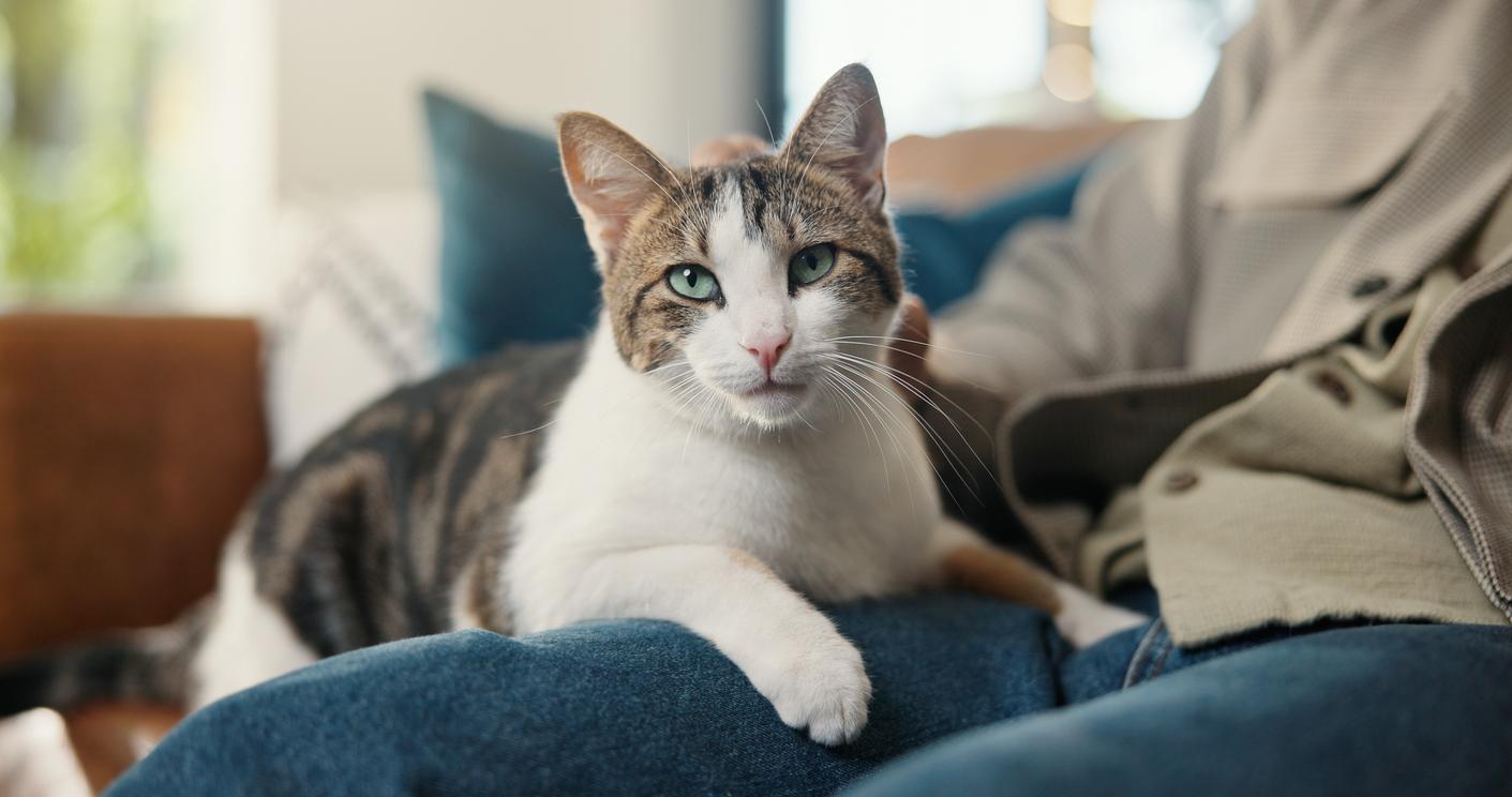 Coup de stress : votre chat ne peut rien pour vous ! 