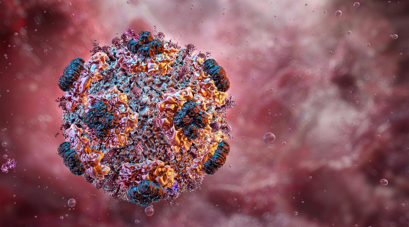 Hantavirus : la souche identifiée chez la passagère française est déjà connue 
