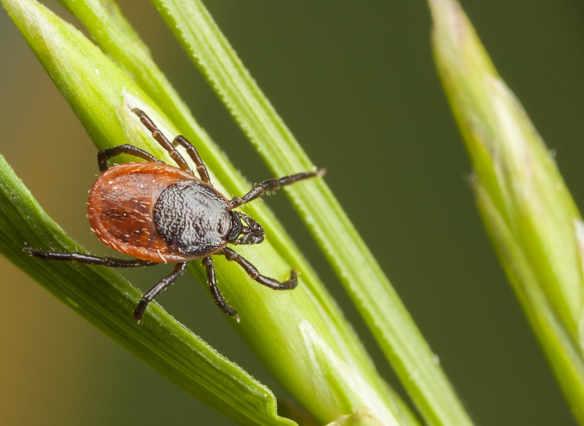 Maladie de Lyme : comment se protéger des morsures de tiques ?