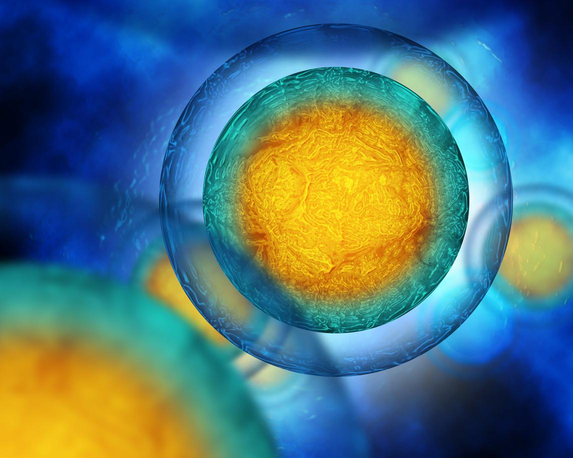 Fertilité : comment les ovules se préparent à être fécondés