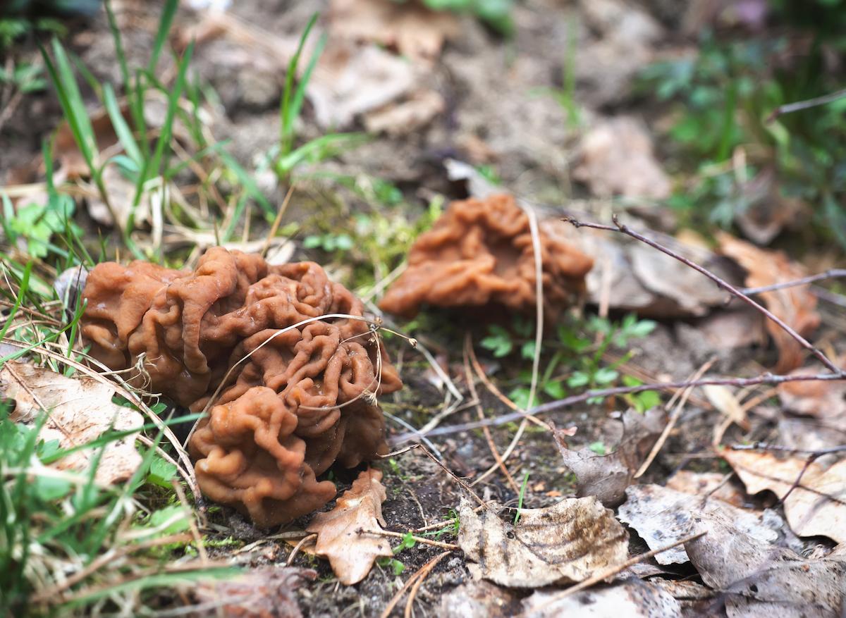 Maladie de Charcot en Savoie : les champignons en cause