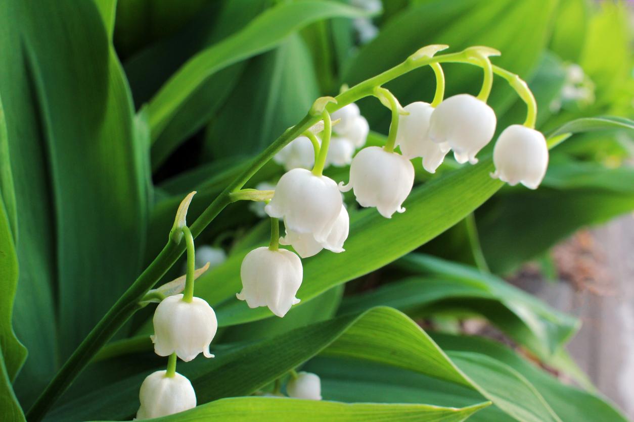 Poisoning: be careful not to confuse wild garlic and lily of the valley! 