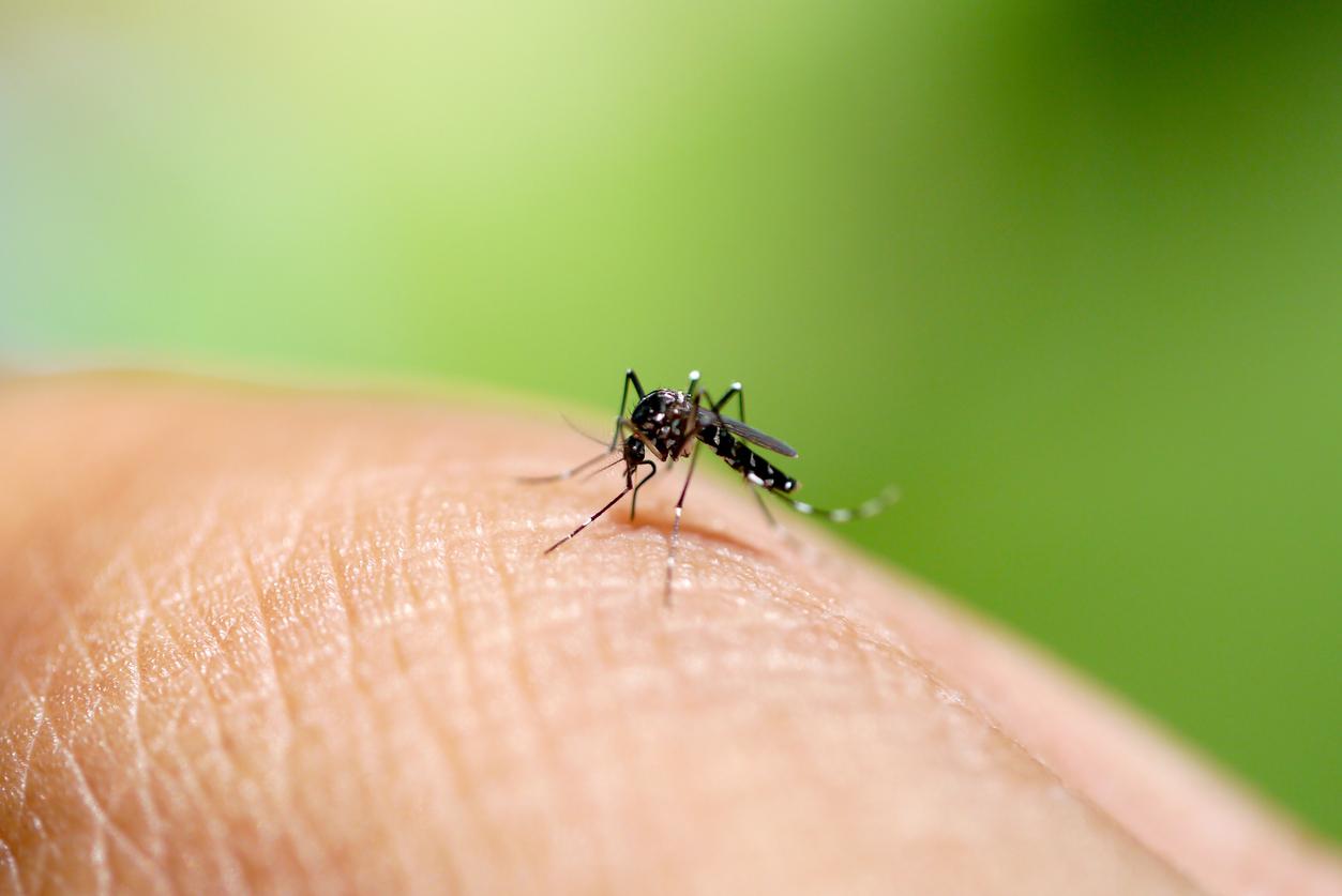 Moustique tigre : une hausse inhabituelle des cas de dengue autochtone en métropole 