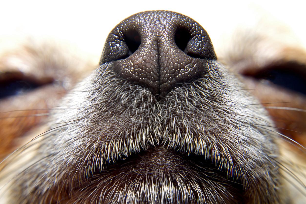 Covid-19 : les chiens plus efficaces que les tests pour dépister la maladie