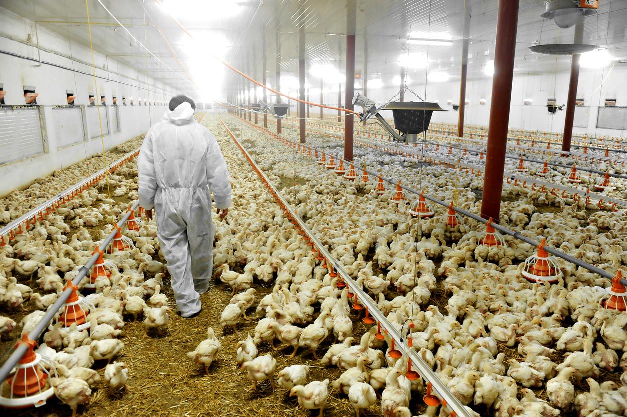 Comment les élevages de poulets favorisent la propagation des gastros