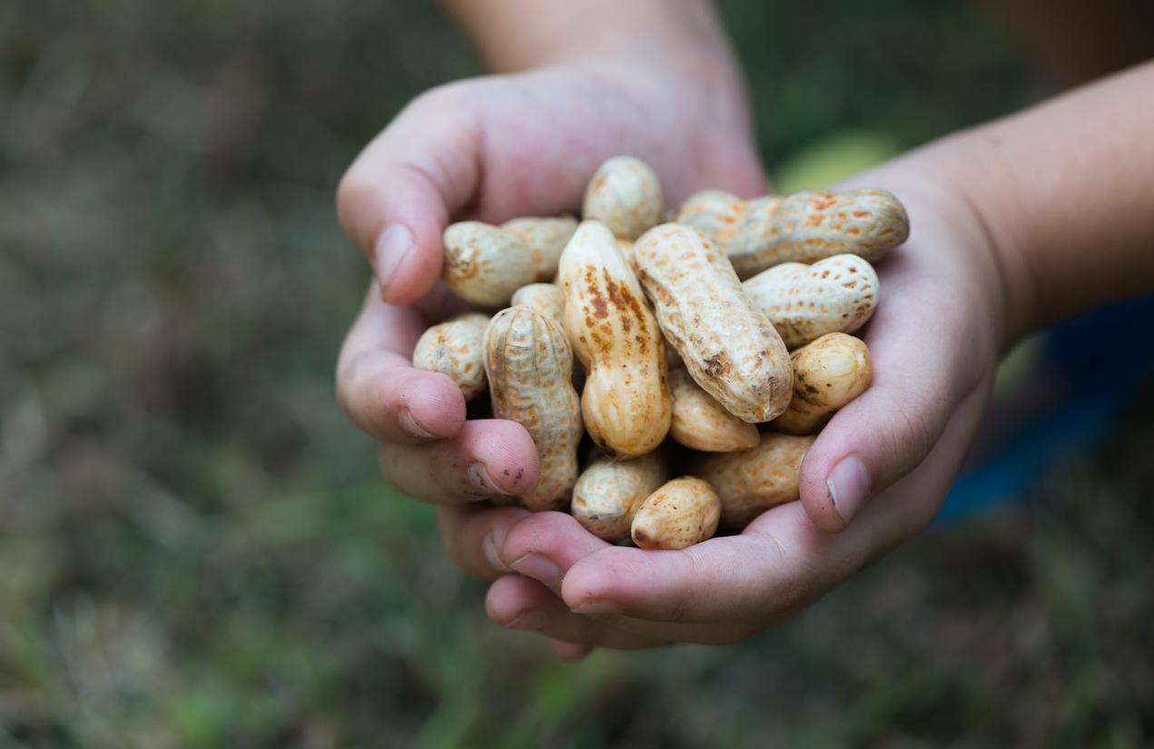 Allergie à la cacahuète : la piste prometteuse de l’immunothérapie