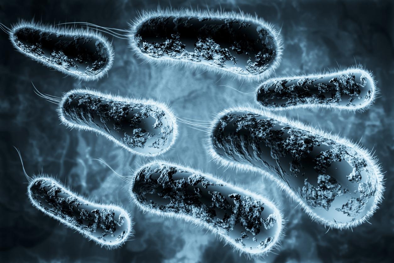 Bactéries : une trentaine de nouvelles espèces découvertes chez des patients