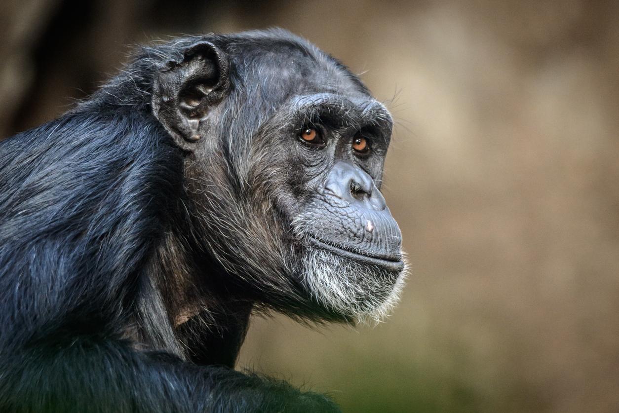 Qu’est-ce qui nous différencie des chimpanzés ? Notre ADN non codé !
