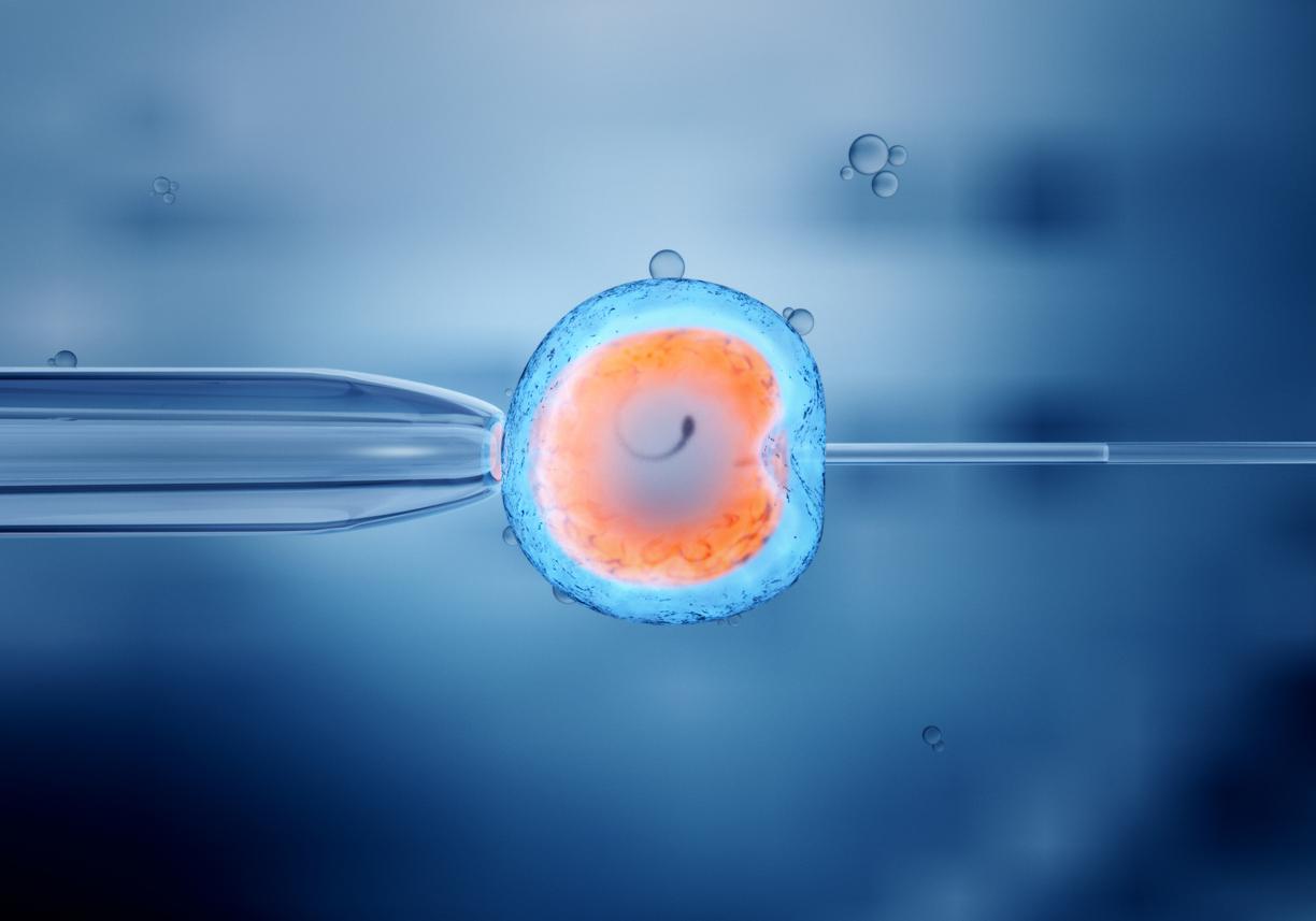 Un modèle d’embryon développé à partir de cellules souches humaines