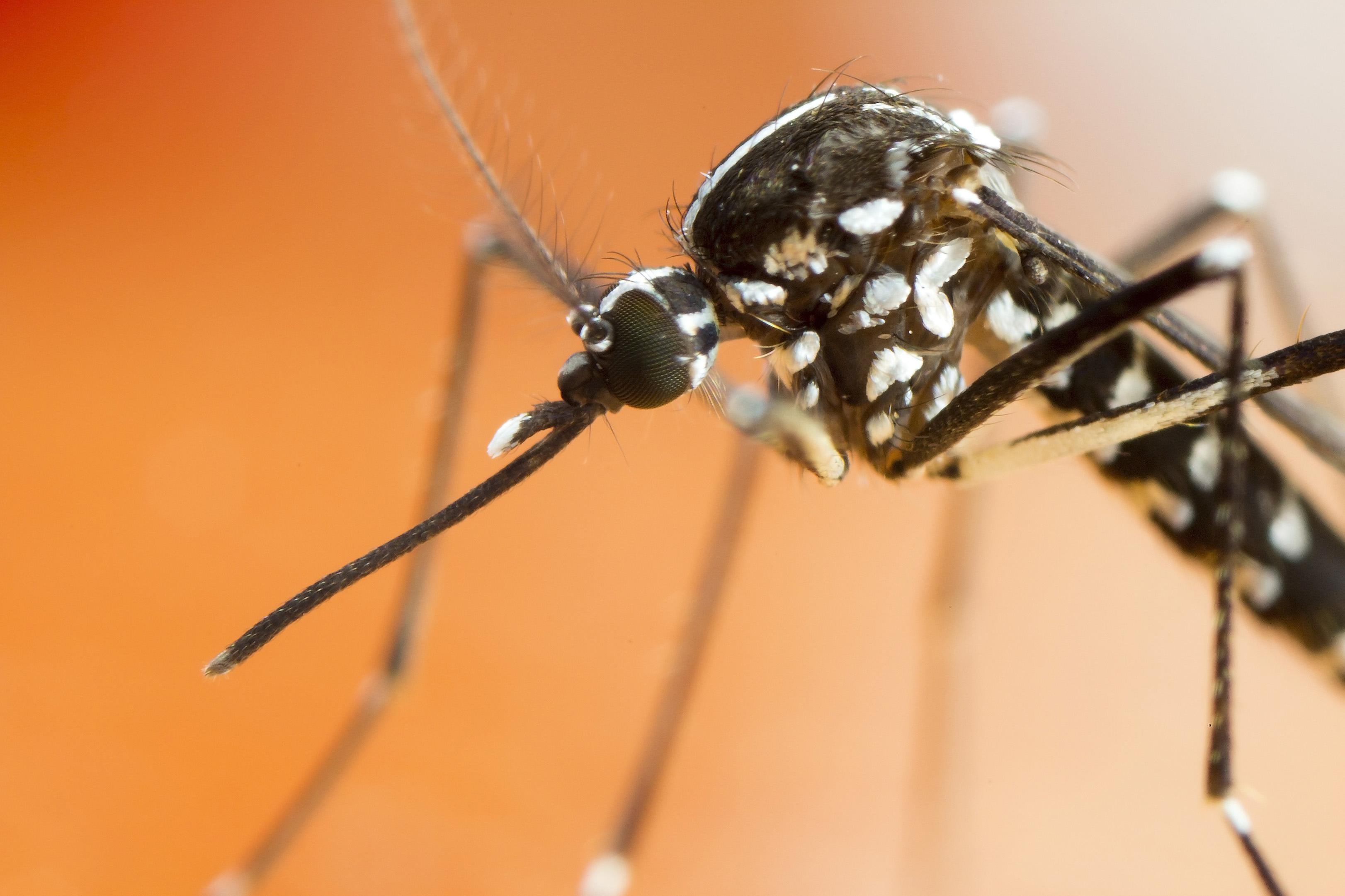 Santé publique France lance l'alerte : le moustique-tigre se répand fortement 