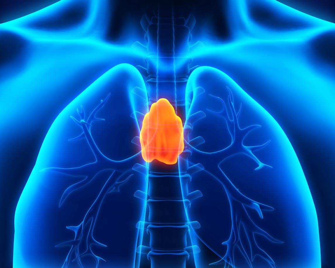 Thymus : à quoi sert vraiment cette glande ?