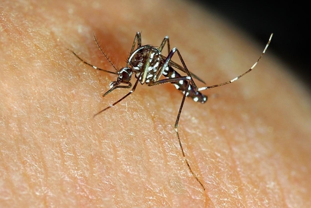 Dengue : de nombreux cas autochtones dans le sud de la France