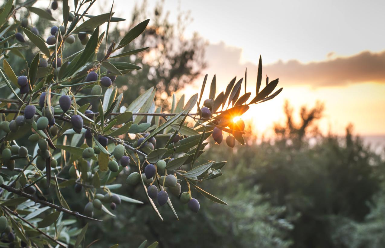 Endométriose : un traitement naturel trouvé dans les feuilles d'olivier