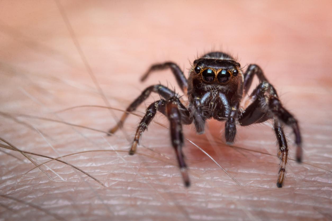 Cette femme entend des bruits étranges... à cause d'une araignée dans son oreille !