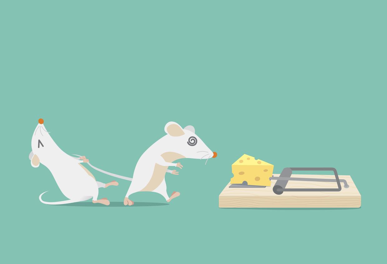 Le circuit cérébral des addictions identifié