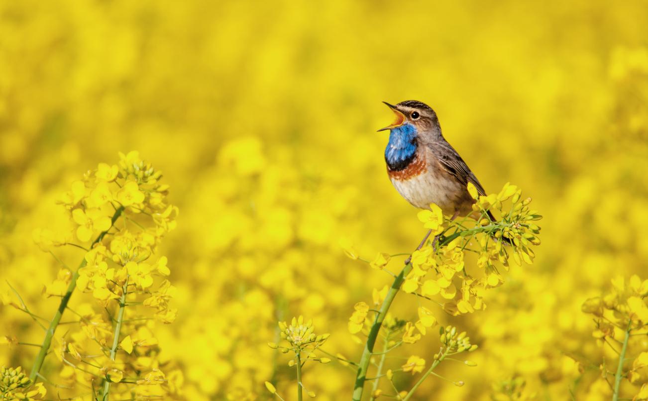 Stress, angoisse : le chant des oiseaux réduit l'anxiété