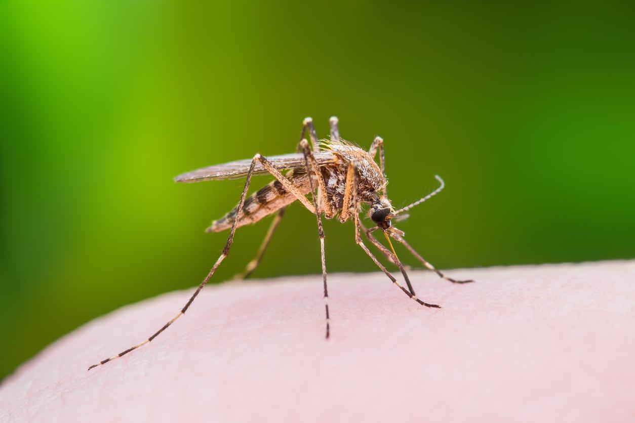 Var : un second cas de virus zika détecté, les autorités sanitaires appellent à la vigilance