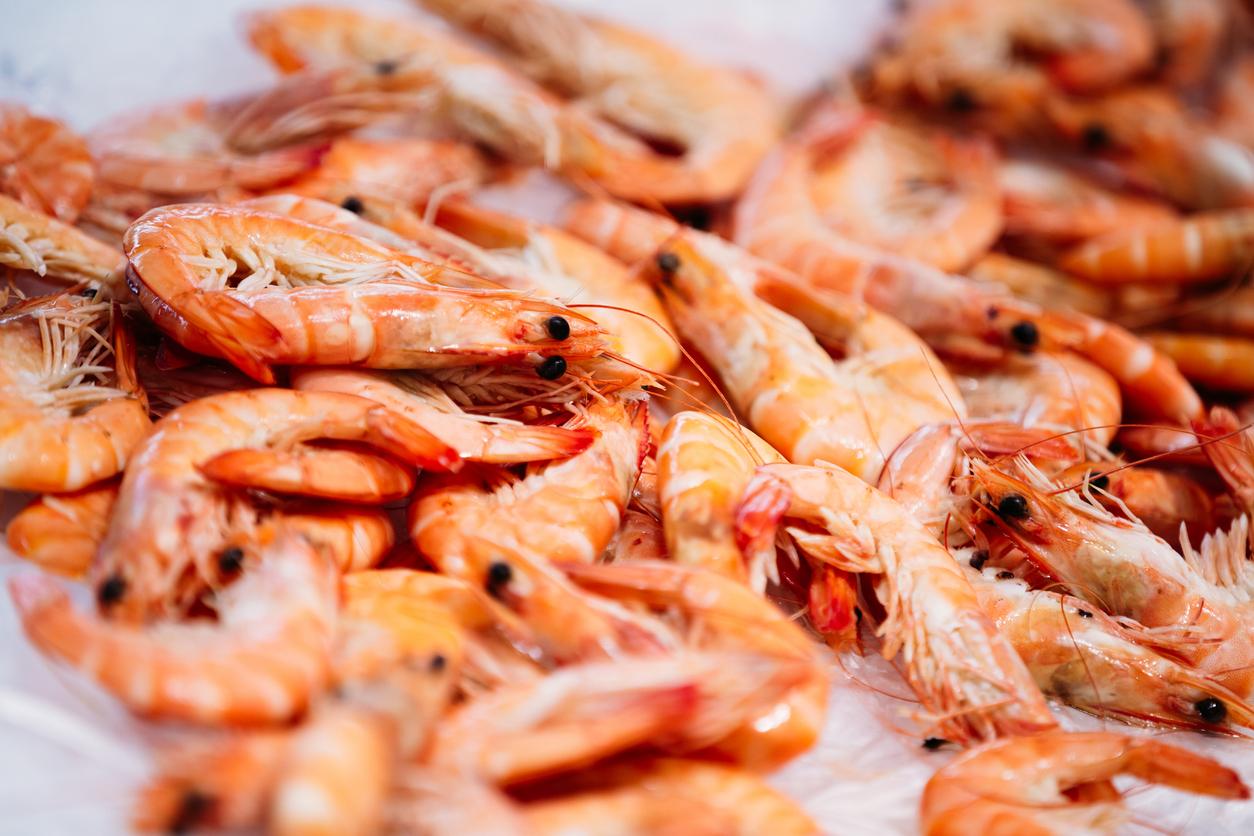 Les crevettes sont-elles un danger pour l’Homme ?