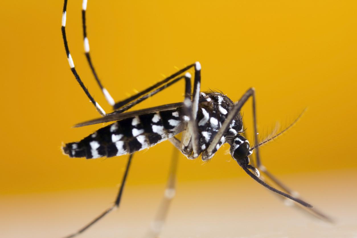 Le moustique tigre peut maintenant transmettre deux nouveaux virus