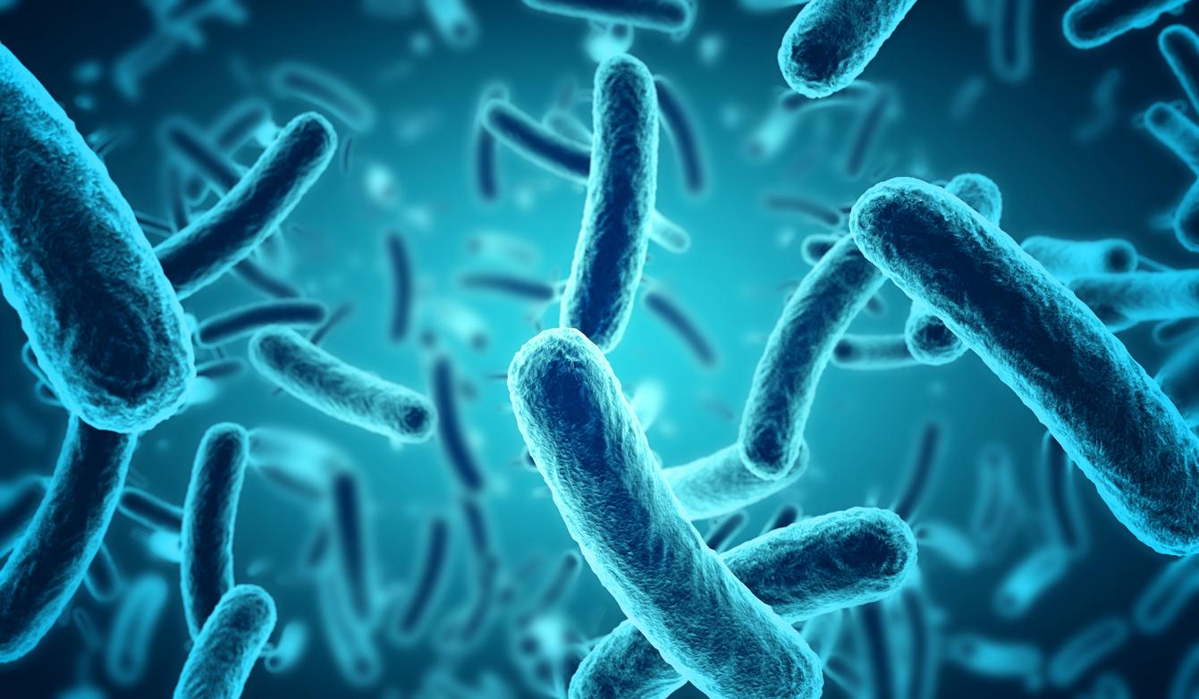 Microbiote : certaines bactéries se “mettent en colère” quand elles ont faim