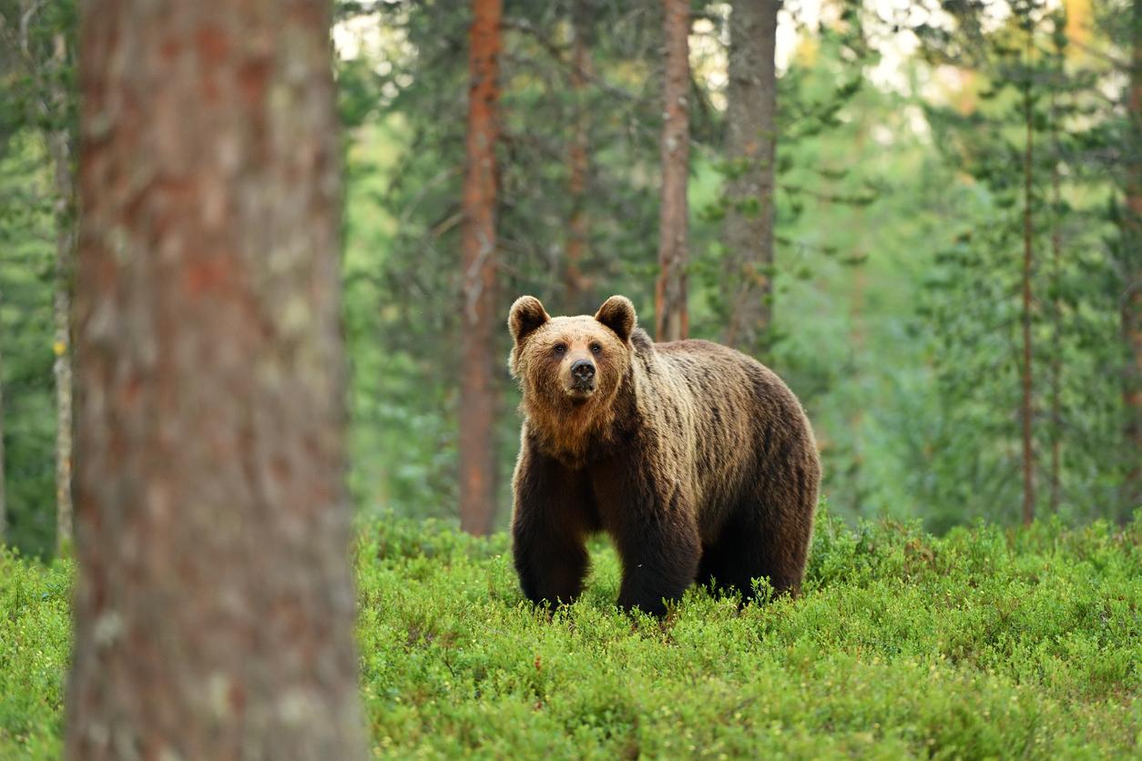 Diabète : les ours bruns pourraient détenir le secret pour vaincre la maladie