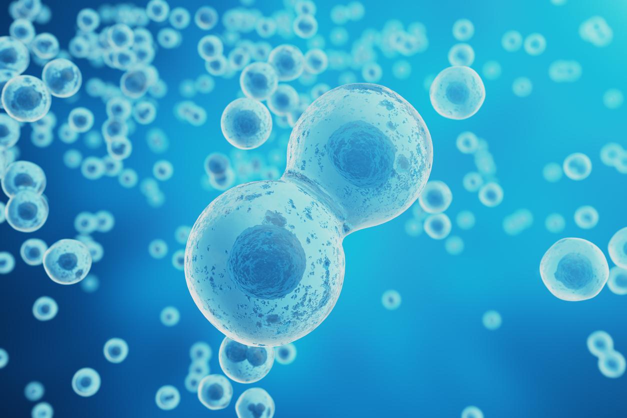 Lutter contre le vieillissement cellulaire pour traiter les maladies métaboliques ?